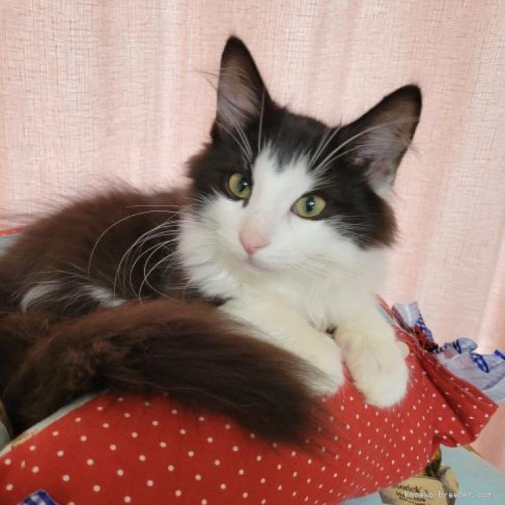 T.S 様のお迎えした子猫