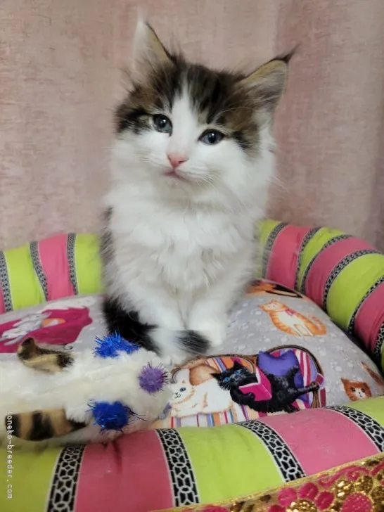ID：2111-01867の子猫