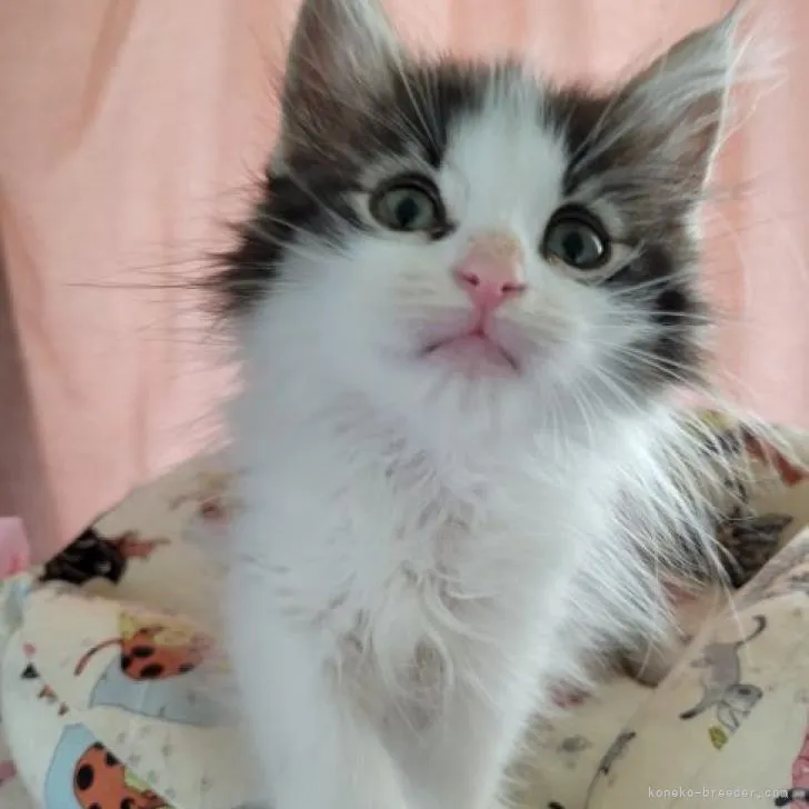 f 様のお迎えした子猫