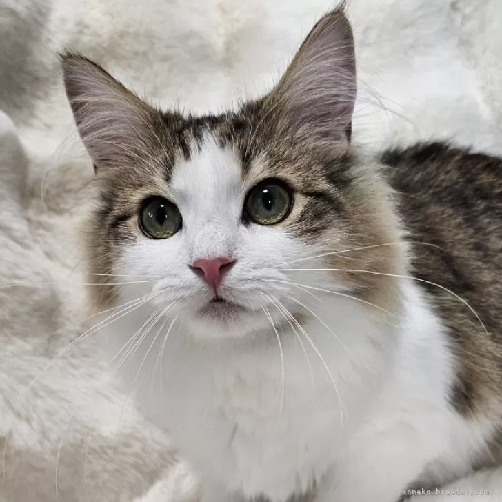 ID:2312-02891の子猫