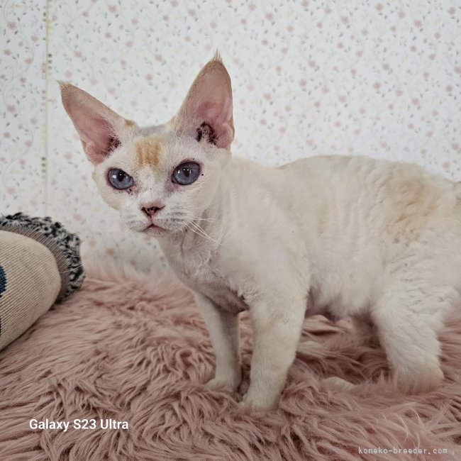 デボンレックス【・女の子・2023年11月25日・レッド&amp;ホワイト】「ぐいぐい…来る可愛さは写真とは違いますね」