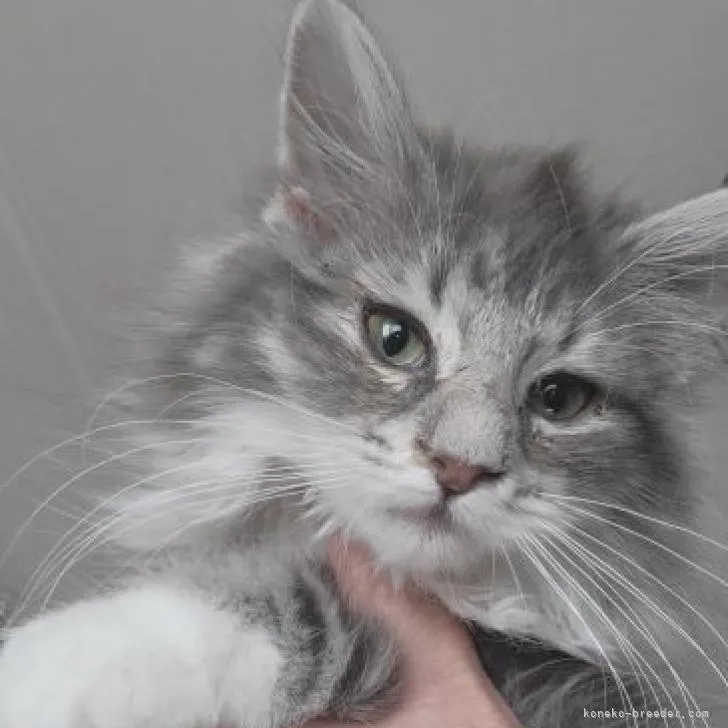 ID：2301-00614の子猫