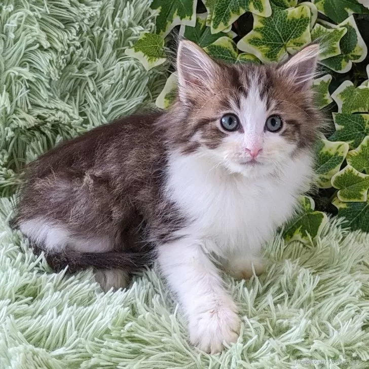 ID：2312-00963の子猫