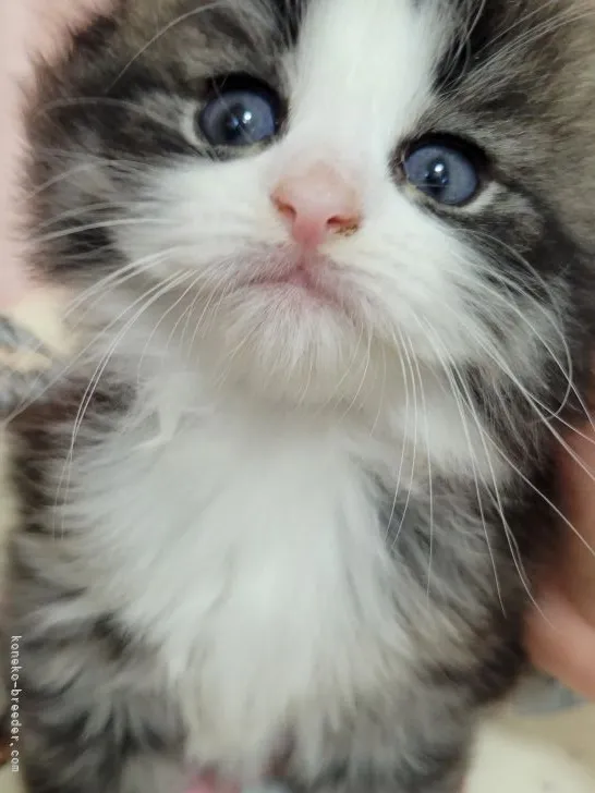 ID：2204-00361の子猫