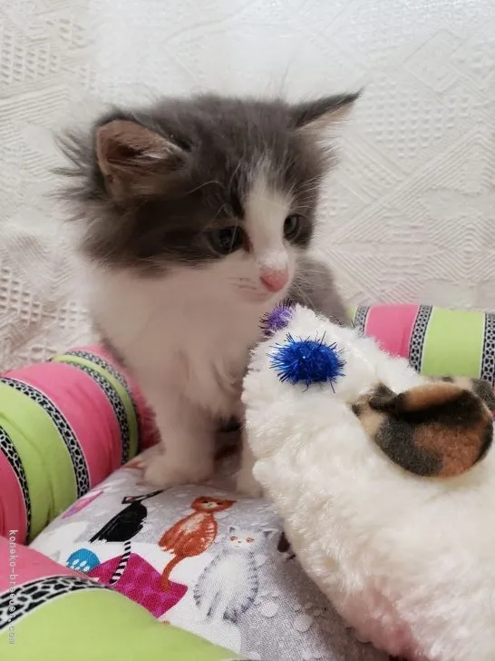 ID：2105-00420の子猫