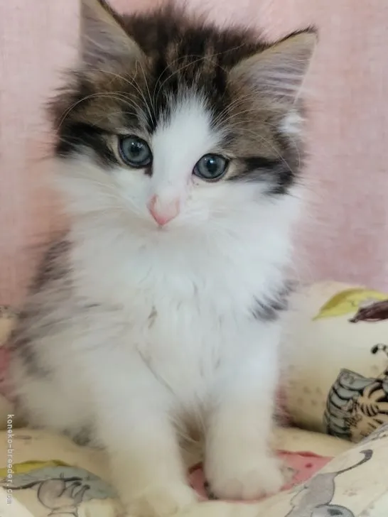 ID：2204-00362の子猫