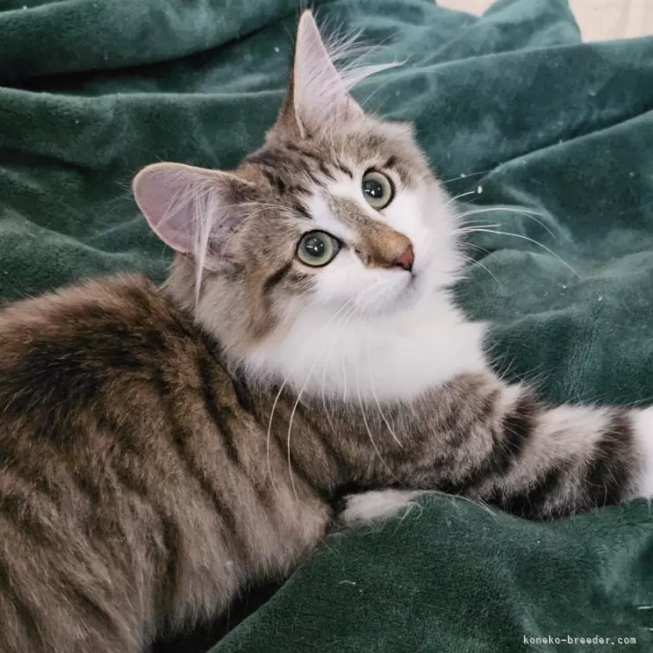 ID：2312-00960の子猫