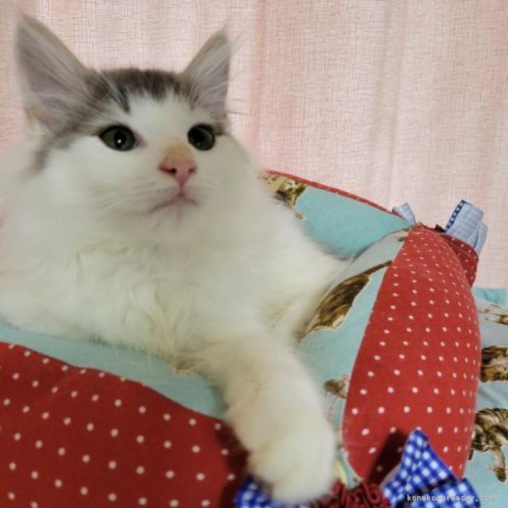 T.S 様のお迎えした子猫