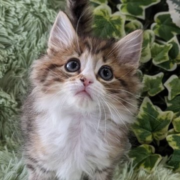 ノルウェージャンフォレストキャット【兵庫県・男の子・2023年11月10日・ブラウンマッカレルタビー&ホワイト】の写真「タイガースのマスコットとらっきぃ君の雰囲気です。」