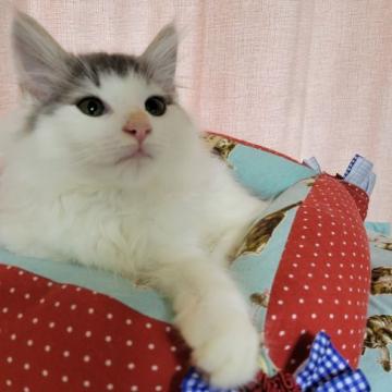 ノルウェージャンフォレストキャット【兵庫県・男の子・2022年4月18日・ブルーマッカレルタビー&ホワイト】の写真「男の子だけどワカメ君。逆にレア。大きくなっています」