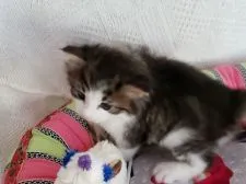 ノルウェージャンフォレストキャット【兵庫県・女の子・2020年8月19日・ブラウンマッカレル&ホワイト】の写真2「可愛く写っているかなぁ？」