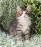 ノルウェージャンフォレストキャット【兵庫県・男の子・2023年10月29日・ブラウンマッカレルタビー&ホワイト】の写真2「手袋、はちわれバランスの良いキレイなボーイ。」