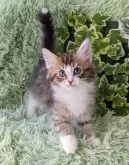 ノルウェージャンフォレストキャット【兵庫県・男の子・2023年10月29日・ブラウンマッカレルタビー&ホワイト】の写真2「キレイな手袋。」