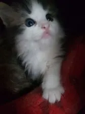 ノルウェージャンフォレストキャット【兵庫県・女の子・2020年12月14日・ブラック(ブラウン)クラシックタビー&ホワイト】の写真3「少し大きくなりました。お目目クリクリ。ふわふわです。」