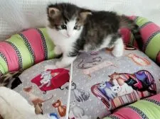 ノルウェージャンフォレストキャット【兵庫県・女の子・2020年8月19日・ブラウンマッカレル&ホワイト】の写真3「お母さんをじっと見てます。」