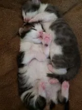 ノルウェージャンフォレストキャット【兵庫県・女の子・2020年8月19日・ブラウンマッカレル&ホワイト】の写真4「満腹、幸せ🍀」