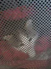 ノルウェージャンフォレストキャット【兵庫県・女の子・2020年12月14日・ブラック(ブラウン)クラシックタビー&ホワイト】の写真5「ケージから出して～みぃみぃ泣いてます。」