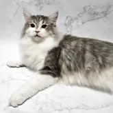 ノルウェージャンフォレストキャット【兵庫県・男の子・2025年4月19日・ブルーマッカレルタビー&ホワイト】の写真2「昨日シャンプーしてふわふわ💖」