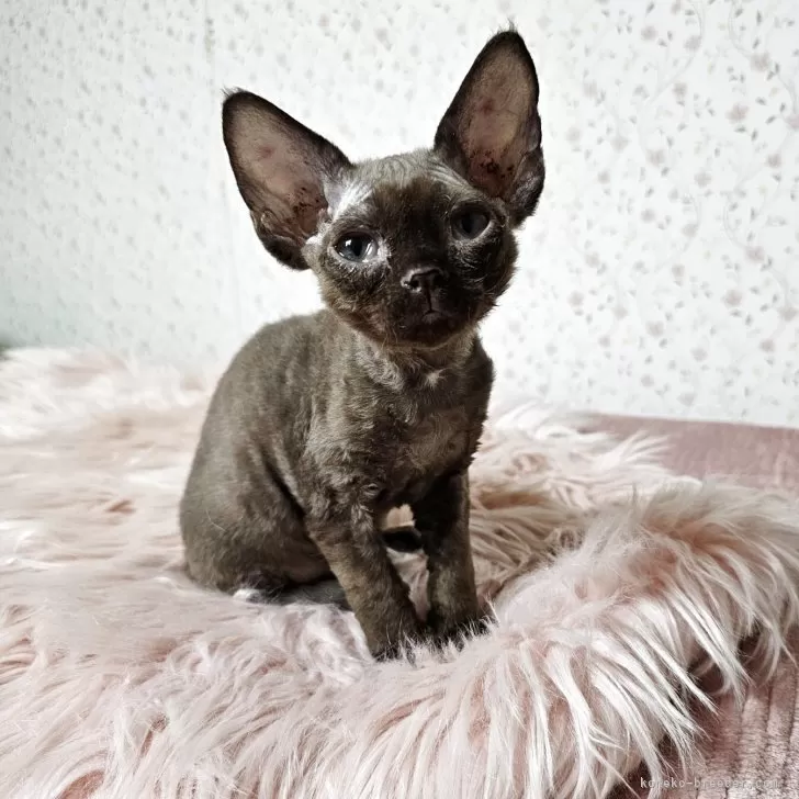 ID：2508-02359の子猫