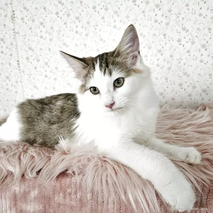 ID：2505-03768の子猫