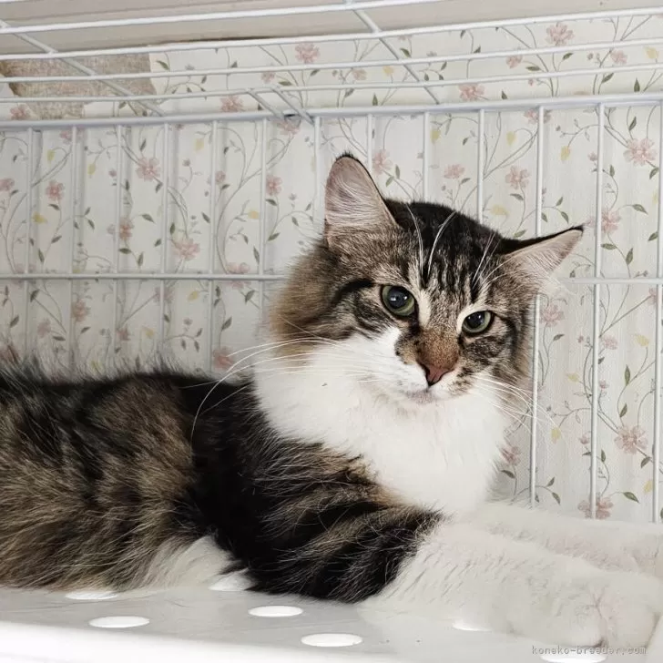 ID:2409-01178の子猫