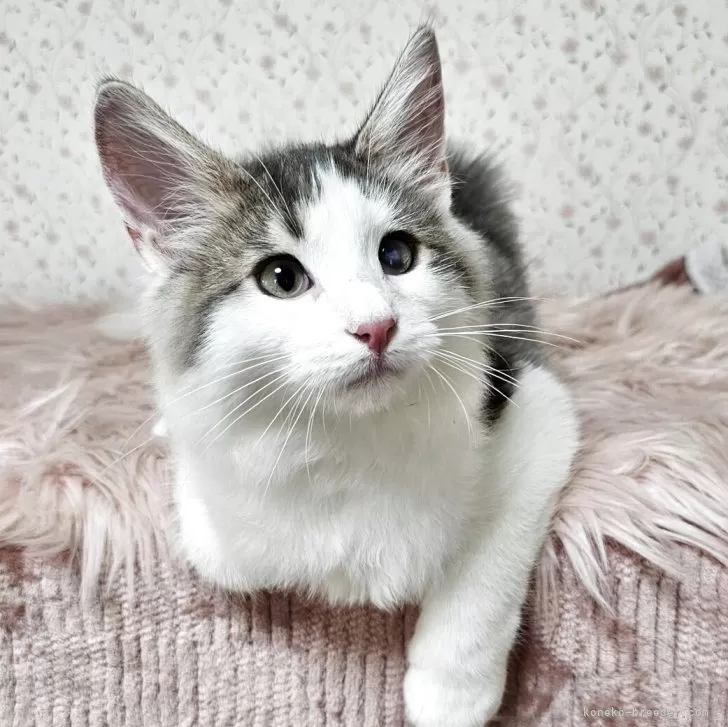 ID：2505-00739の子猫