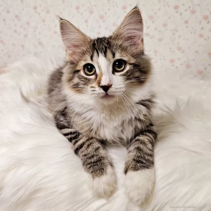 ID:2410-03411の子猫