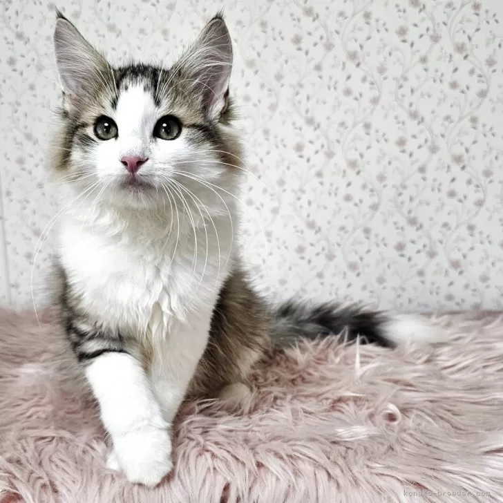 ID：2506-01888の子猫