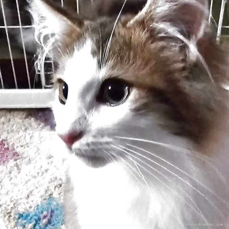 ID:2507-01351の子猫