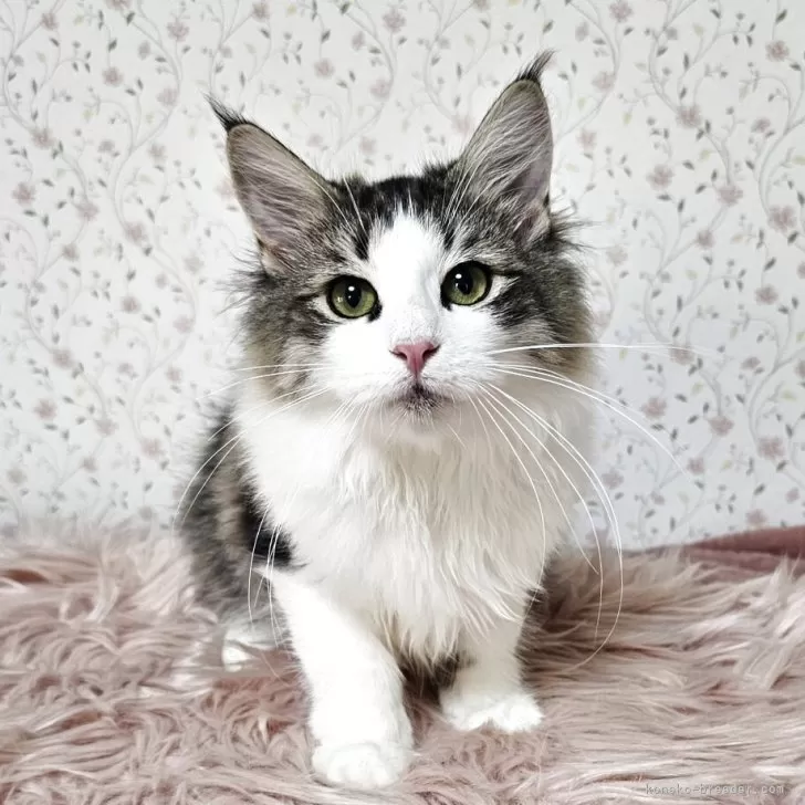 ID：2504-02702の子猫