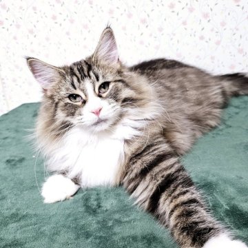 ノルウェージャンフォレストキャット【兵庫県・男の子・2024年8月21日・ブラックマッカレルタビー&ホワイト（長毛　ダブルコート）】の写真「キレイさ別格　ショータイプ」