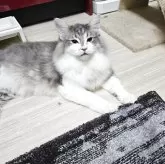 ノルウェージャンフォレストキャット