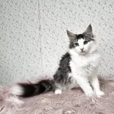 ノルウェージャンフォレストキャット