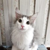ノルウェージャンフォレストキャット