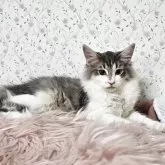 ノルウェージャンフォレストキャット