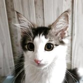 ノルウェージャンフォレストキャット