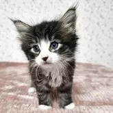 ノルウェージャンフォレストキャット