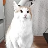 ノルウェージャンフォレストキャット