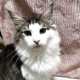 ノルウェージャンフォレストキャット
