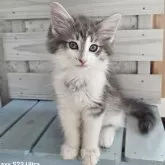 ノルウェージャンフォレストキャット