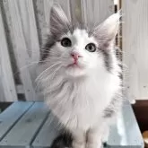 ノルウェージャンフォレストキャット