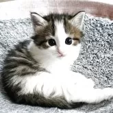 ノルウェージャンフォレストキャット