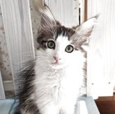 ノルウェージャンフォレストキャット