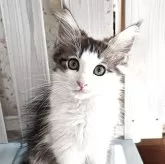 ノルウェージャンフォレストキャット