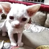 デボンレックス