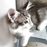 ノルウェージャンフォレストキャット