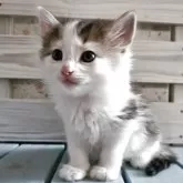 ノルウェージャンフォレストキャット