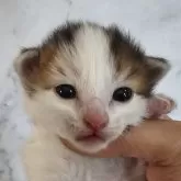 ノルウェージャンフォレストキャット