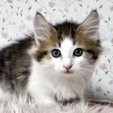 ノルウェージャンフォレストキャット