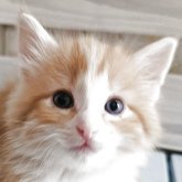 ノルウェージャンフォレストキャット
